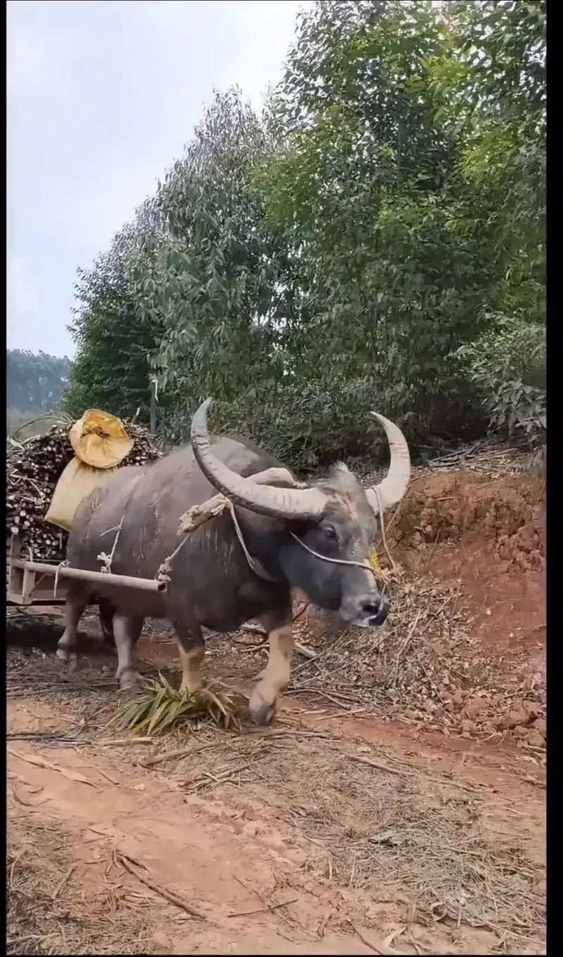 水牛搬家:乡村生活中的独特风景